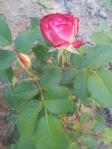  - Trandafir teahibrid Passion