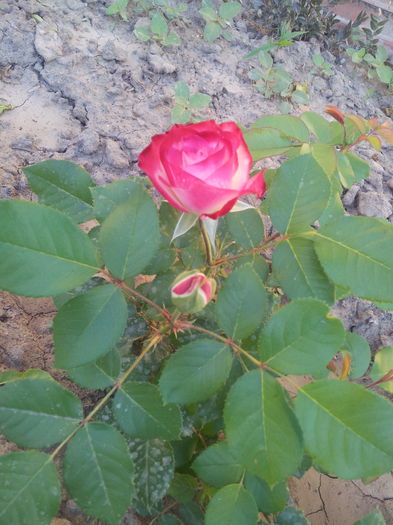  - Trandafir teahibrid Passion