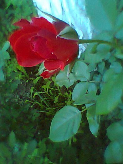 Fotogr.0582 - Trandafiri