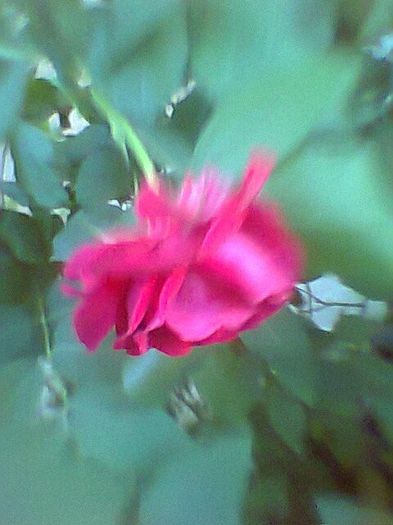 Fotogr.0590 - Trandafiri