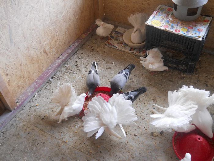 DSCN1053 - VLAD MIRI SI PORUMBEII 2014