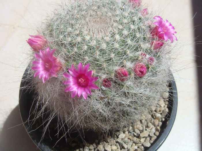 DSC06495 - Cactusi 2013