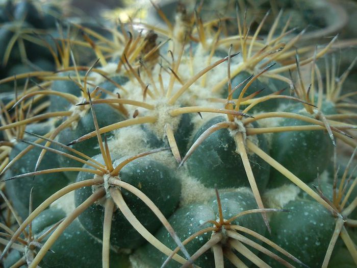 2013.05.04 - Coryphantha sulcolanata