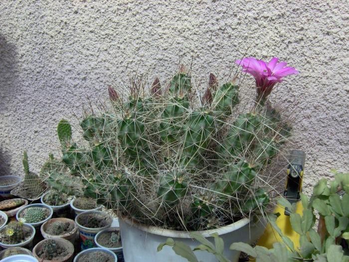 2008.07 - Echinocereus enneacanthus