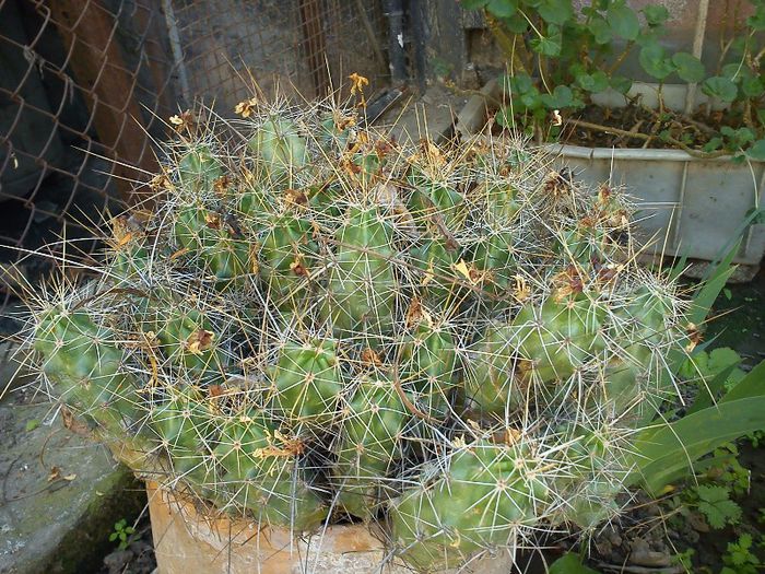 2013.05.04 - Echinocereus enneacanthus