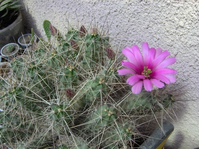 2008.07 - Echinocereus enneacanthus