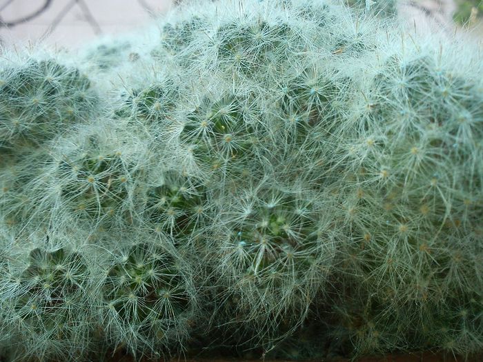 2013.05.04 - Mammillaria bocasana