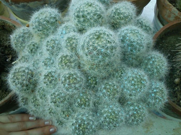 2013.05.04 - Mammillaria bocasana