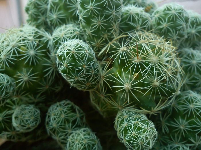 2013.05.04 - Mammillaria gracilis