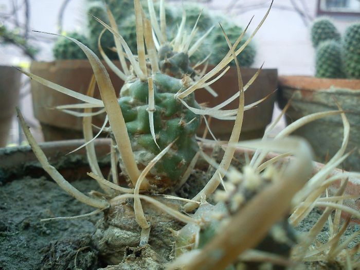 v. payrachantha 2013.05.04 - Theprocactus articulatus