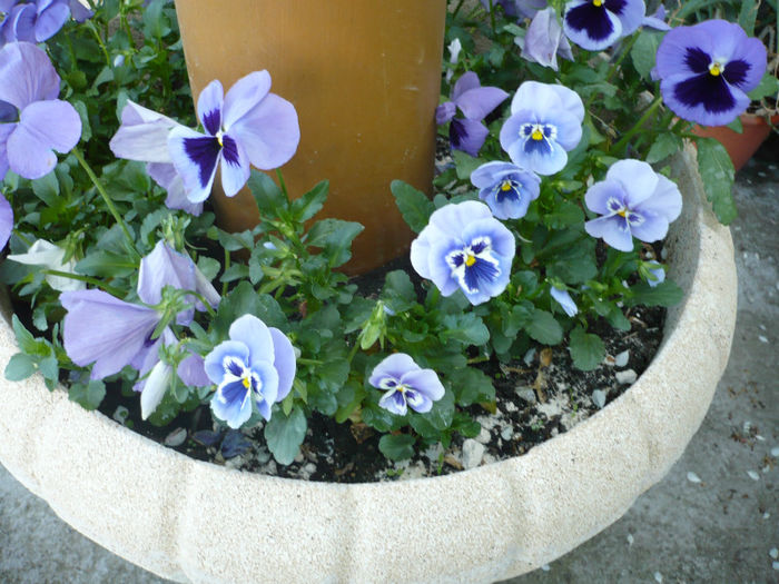 P1030022; ALBASTRU !!! fiica mea isi dorea sa vada multe flori albastre asa ca incerc sa pun cat de multe ,poateeee
