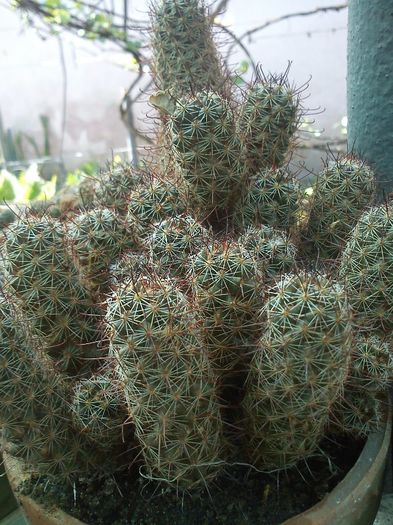 var sinalensis 2013.05.04 - Mammillaria mazatlanensis