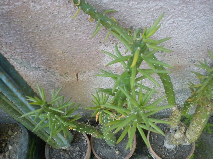 2013.05.04 - Austrocylindropuntia cylindrica