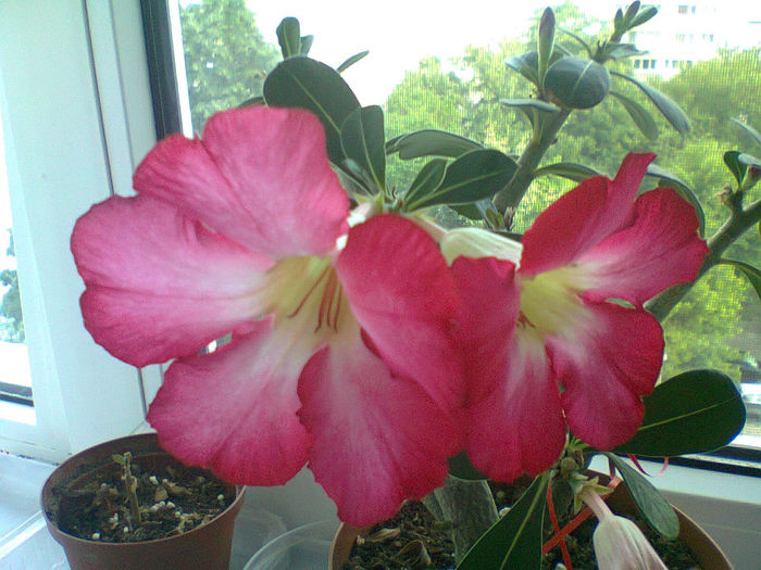 11.04-o minunatie de planta,are flori si apar deja alti bobocei - Adenium inflorit 2013