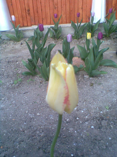 Imag090 - Gradina 2013 - 1