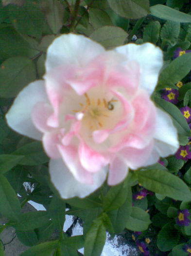 Imag091 - Gradina 2013 - 1