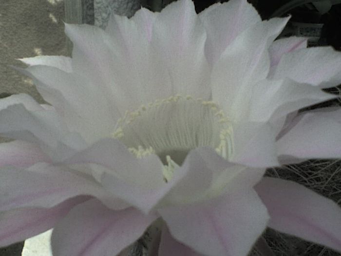 2010.08.30 - Echinopsis eyriesii