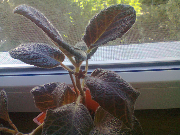 Fotografie0607 - Episcia kee wee