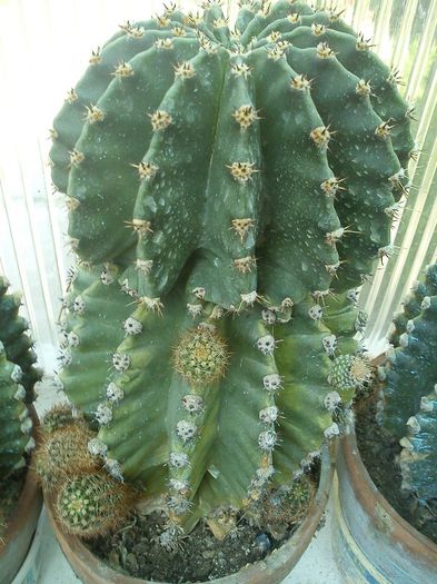 2013.05.04 - Echinopsis oxygona