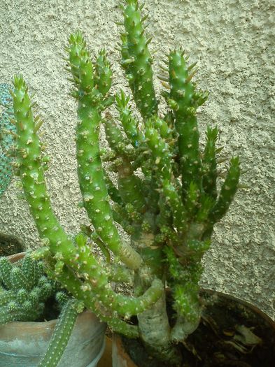 2013.05.04 - Austrocylindropuntia subulata