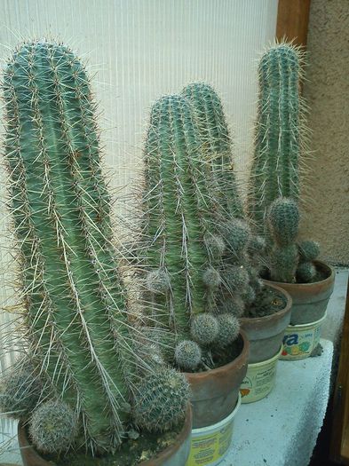 2013.05.04 - Echinopsis aurea