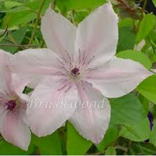 John Paul II - Clematis 2013