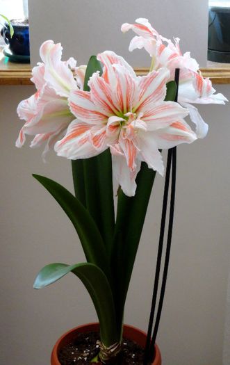  - Hippeastrum Amaryllis