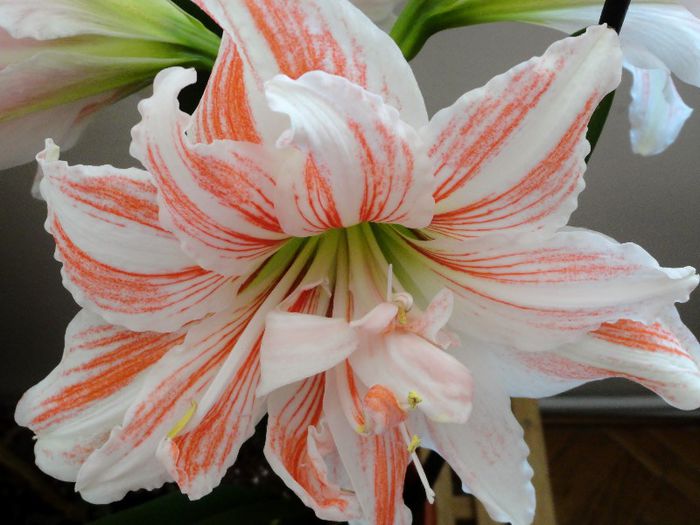  - Hippeastrum Amaryllis