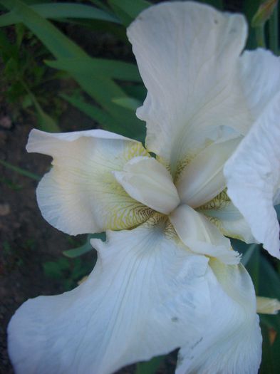 iris alb - primavara 2013