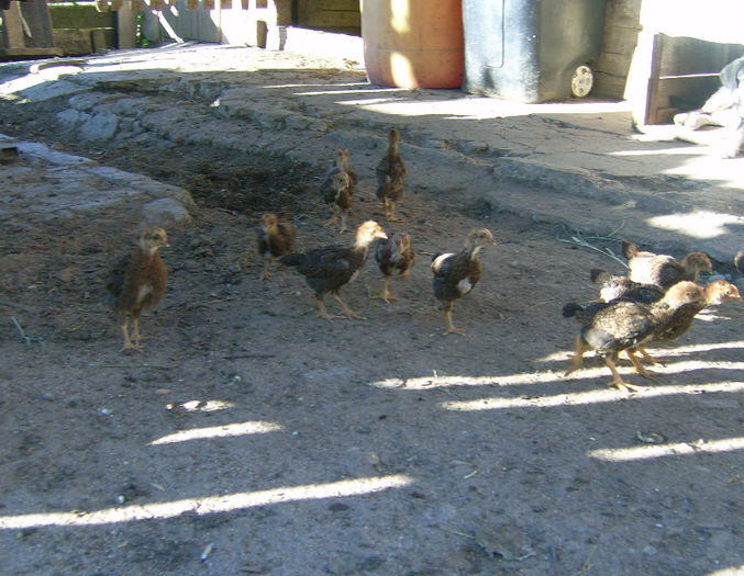 DSCI3739 - 2 Plymouth partridge 2012-2022 arhiva