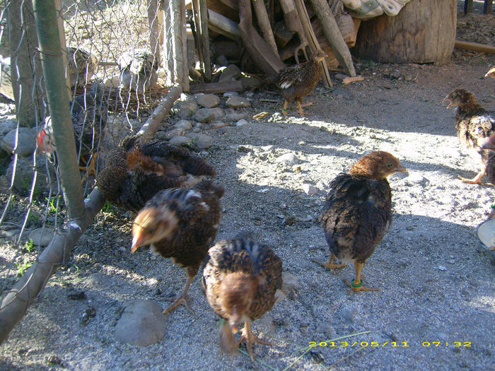 DSCI3738 - 2 Plymouth partridge 2012-2022 arhiva