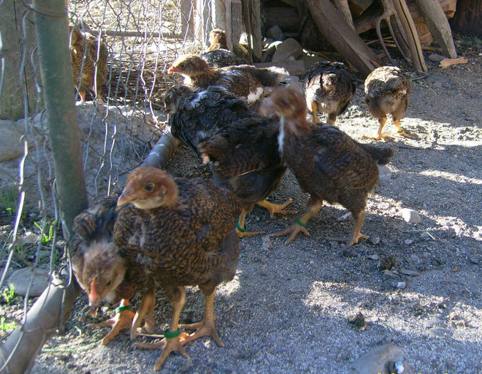 DSCI3737 - 2 Plymouth partridge 2012-2022 arhiva