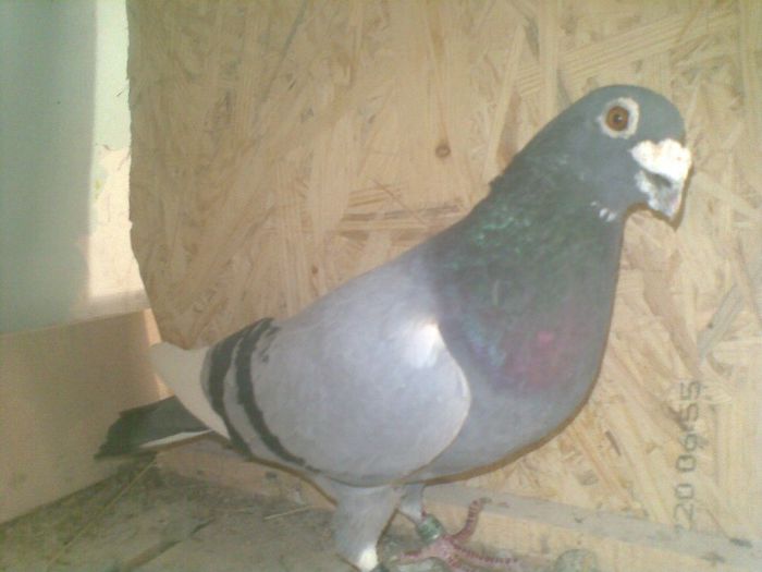 09052013(003) - Voiajori