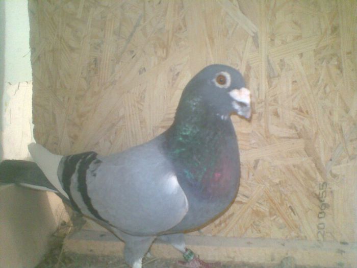 09052013(004) - Voiajori