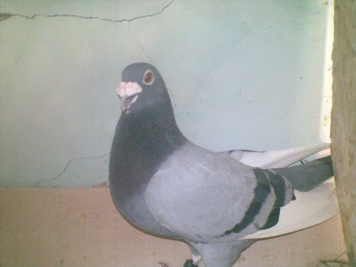 09052013(005) - Voiajori