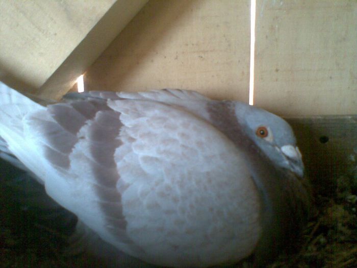 09052013(014) - Voiajori