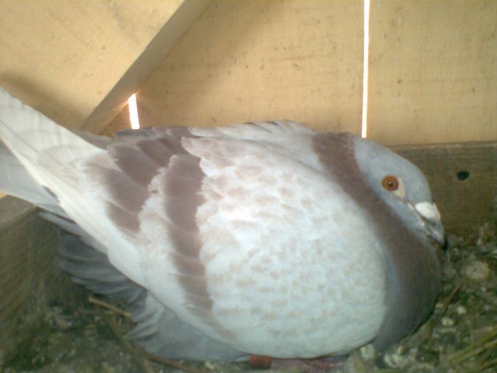 09052013(015) - Voiajori