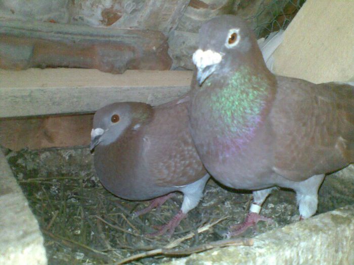 09052013(018) - Voiajori