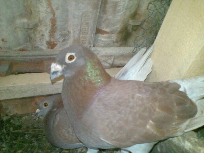 09052013(019) - Voiajori