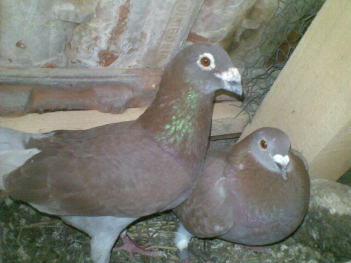 09052013(021) - Voiajori