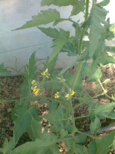 11.05.2013 colibri; solar 2
