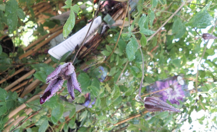 Cassis.....is starting - Clematite si gradina mai 2013