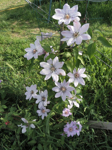 Dr Ruppel - Clematite si gradina mai 2013