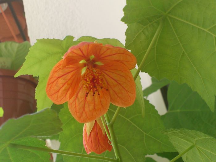 abutilon - Flori 2013