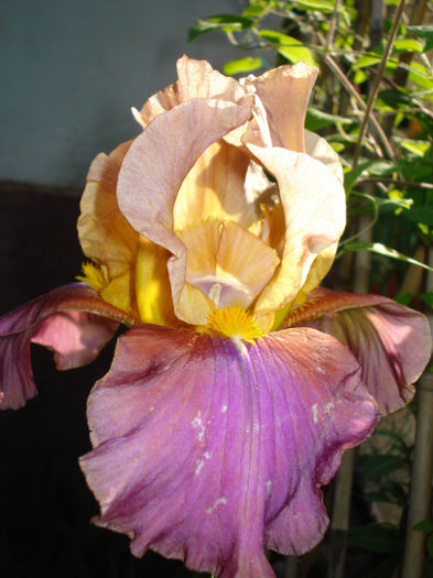 DSC05206