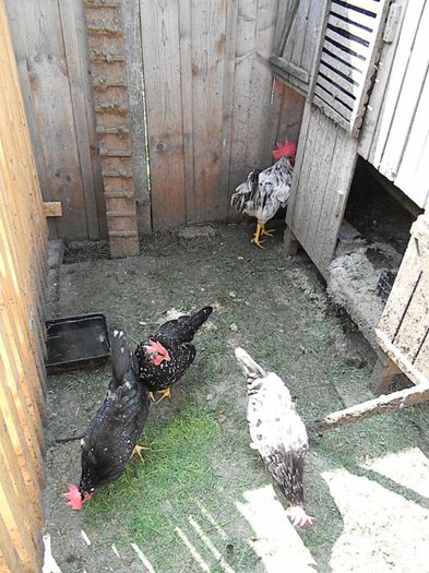 Italiana Negru Bobat - Albastru Bobat