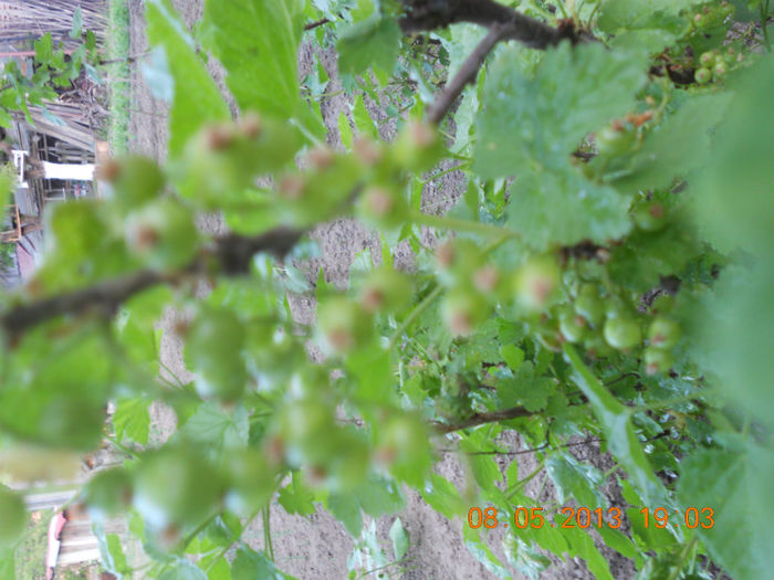 DSCN3130