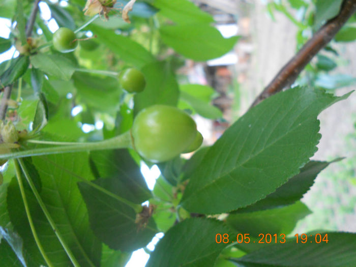 DSCN3131