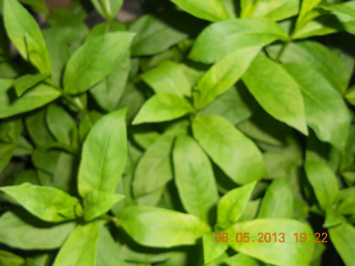 DSCN3134