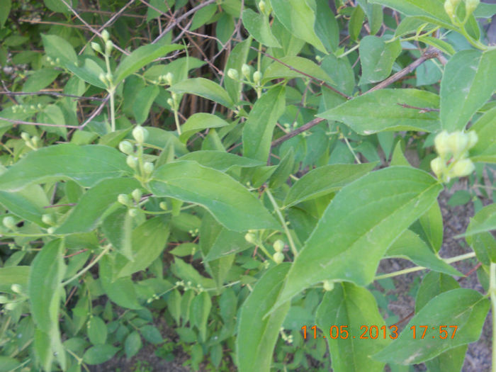 DSCN3163